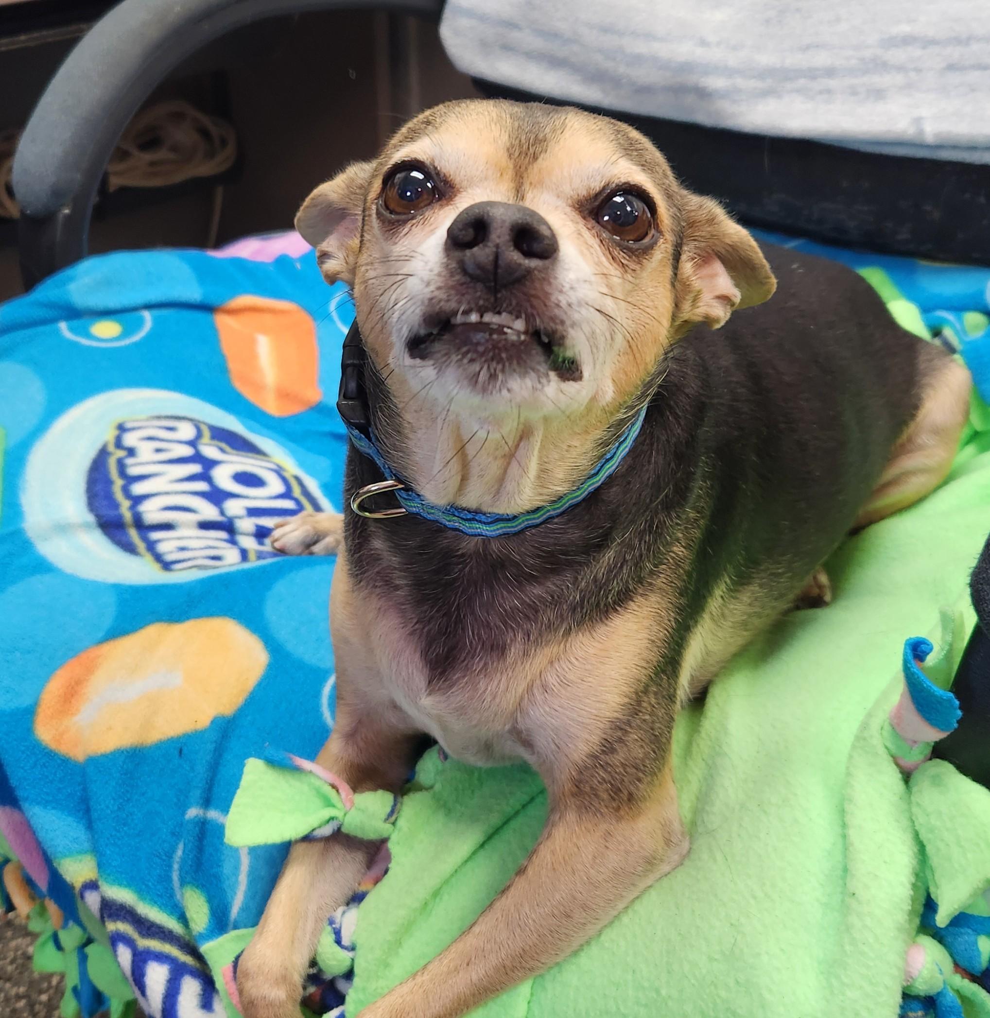 Enlarge Bruiser, an adopted mixed breed in Siloam Springs, AR image 4/5