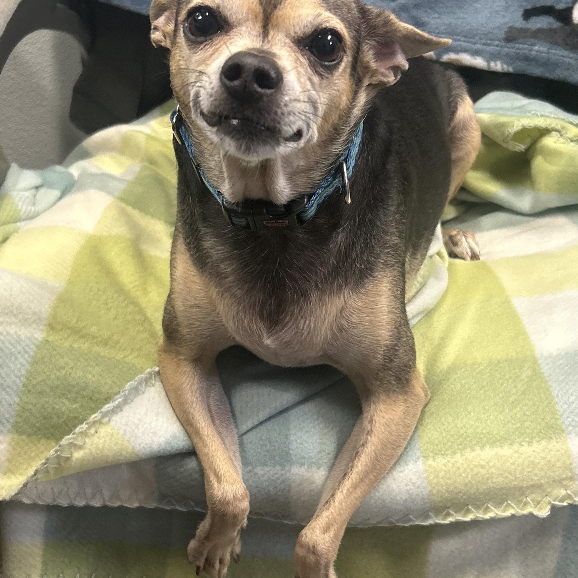Enlarge Bruiser, an adopted mixed breed in Siloam Springs, AR image 3/5