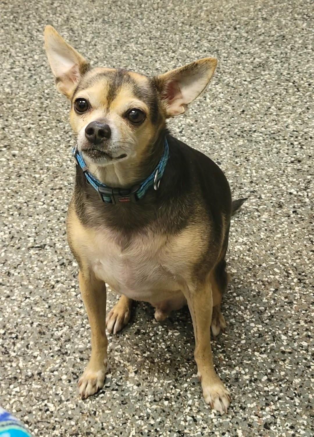 Bruiser, adopted, Adult Male Chihuahua & Miniature Pinscher.