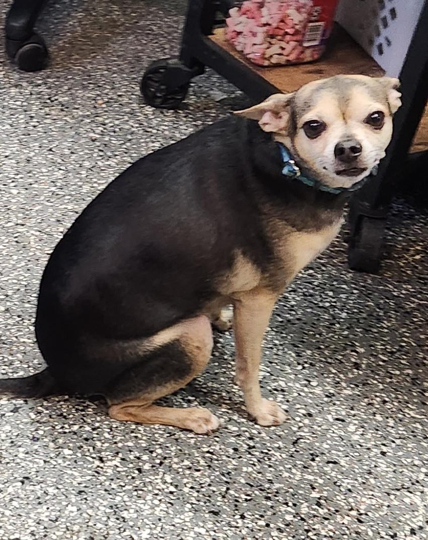 Enlarge Bruiser, an adopted mixed breed in Siloam Springs, AR image 5/5