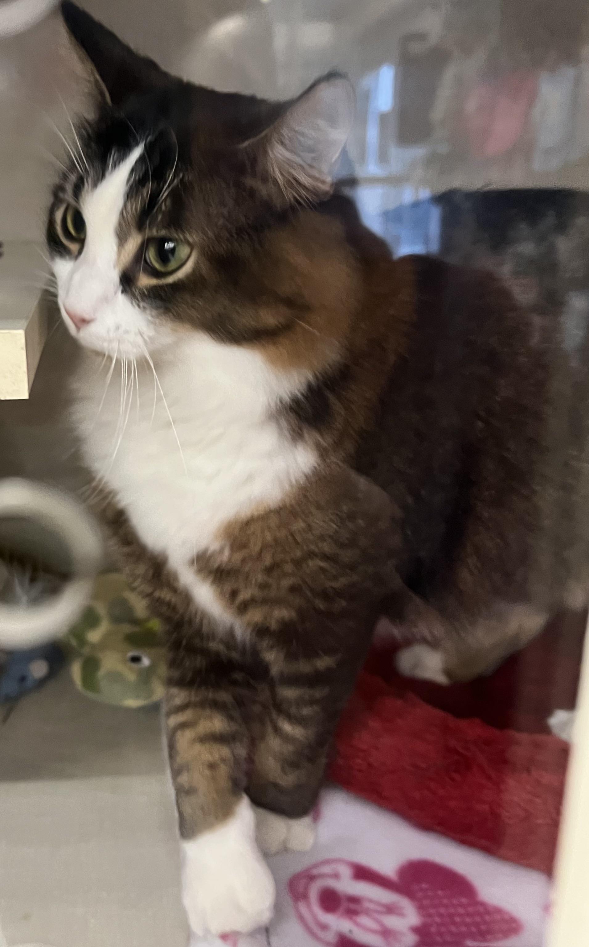 Enlarge Figaro, a hold Domestic Short Hair in Roseville, MN image 3/3