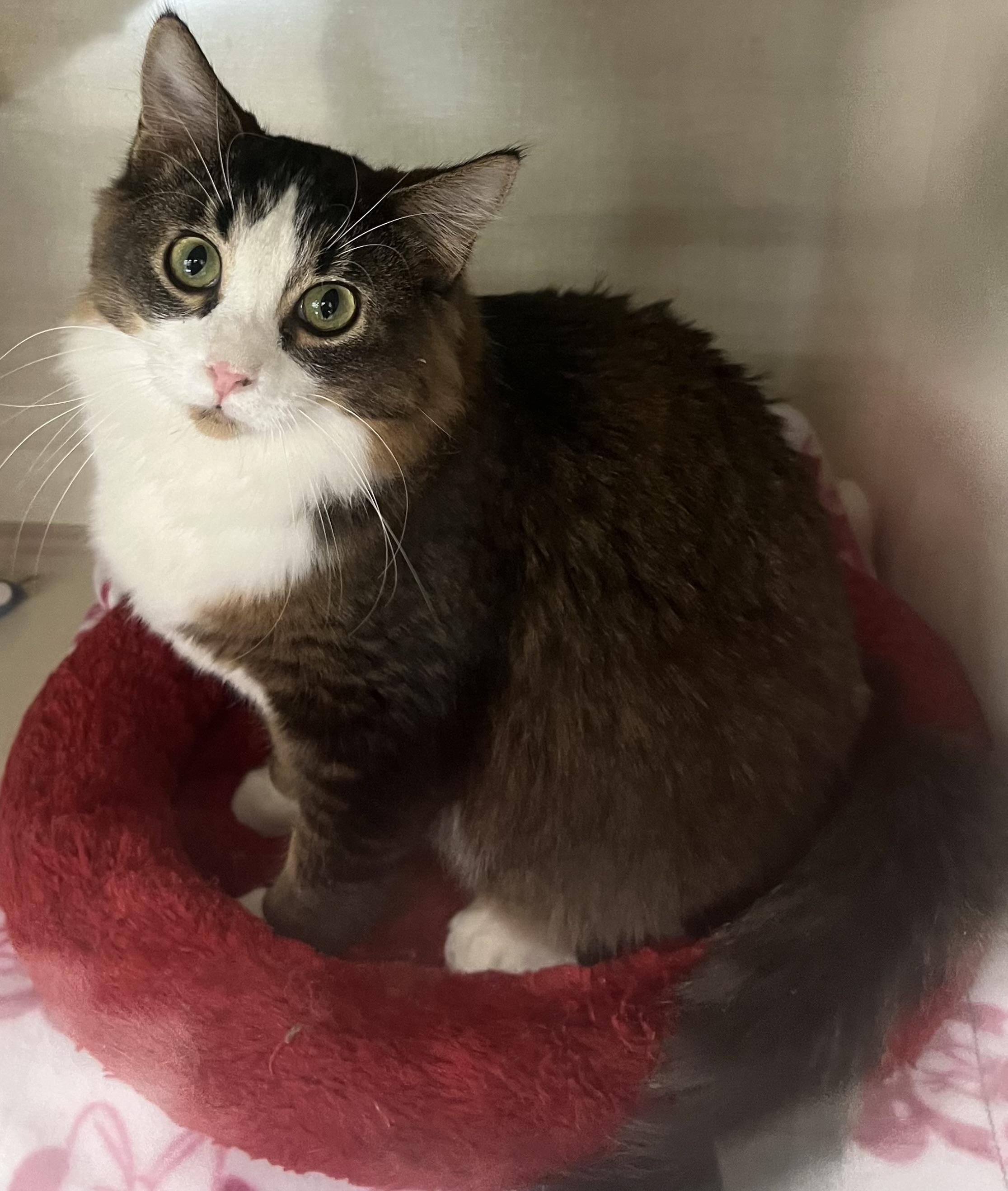 Figaro, Adoptable, Kitten Male Domestic Short Hair.