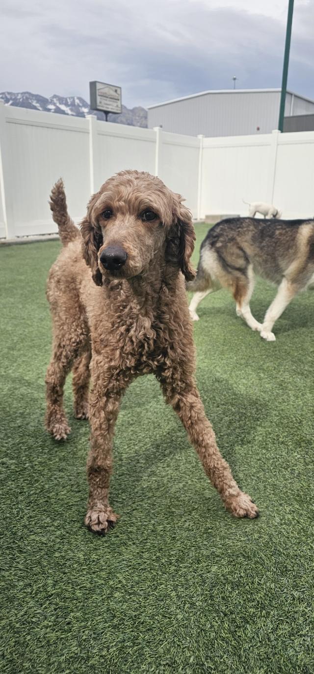 Camilla, a ADOPTABLE Standard Poodle in Orem, UT image 5/6