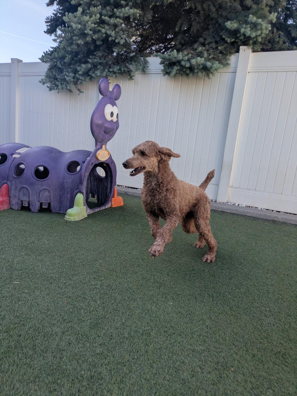 Camilla, a ADOPTABLE Standard Poodle in Orem, UT image 6/6