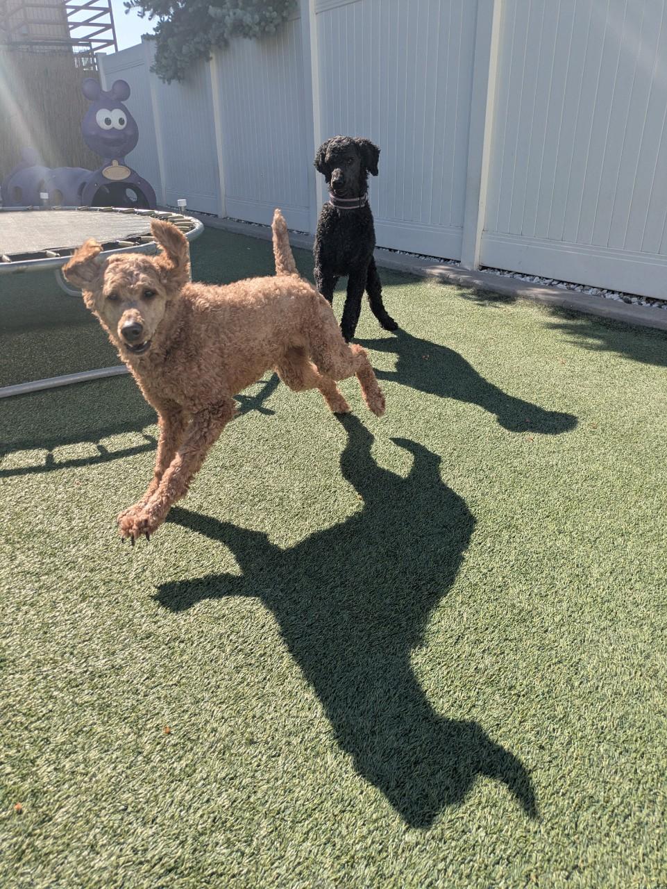 Camilla, a ADOPTABLE Standard Poodle in Orem, UT image 3/6