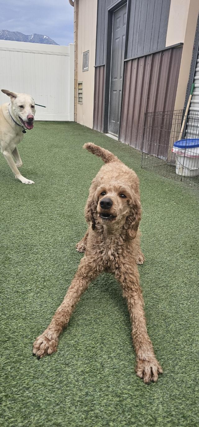 Camilla, ADOPTABLE, Adult Female Standard Poodle.