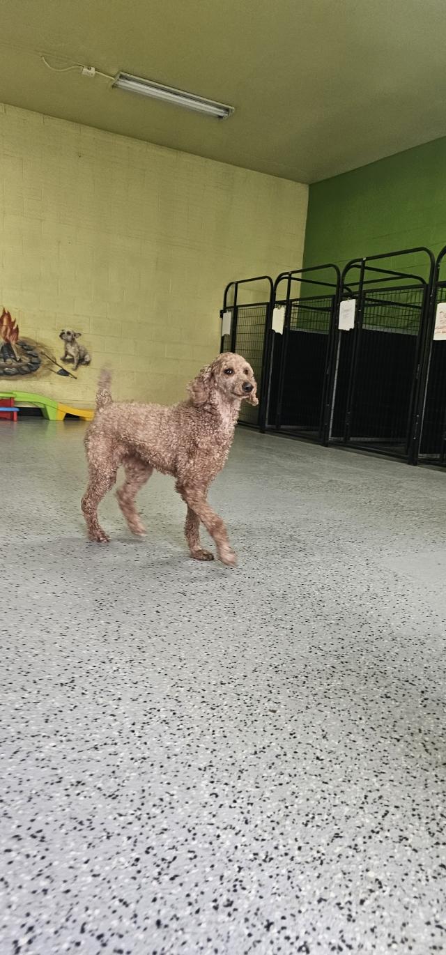 Camilla, a ADOPTABLE Standard Poodle in Orem, UT image 2/6