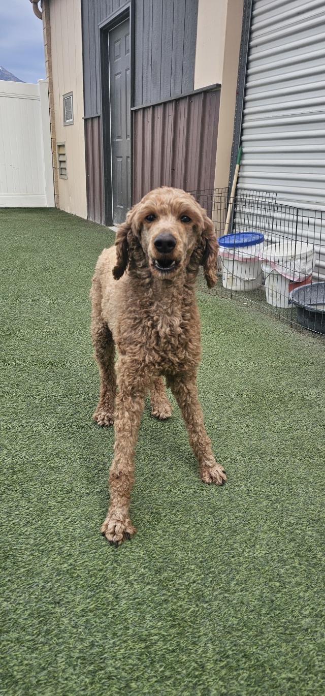 Camilla, a ADOPTABLE Standard Poodle in Orem, UT image 4/6