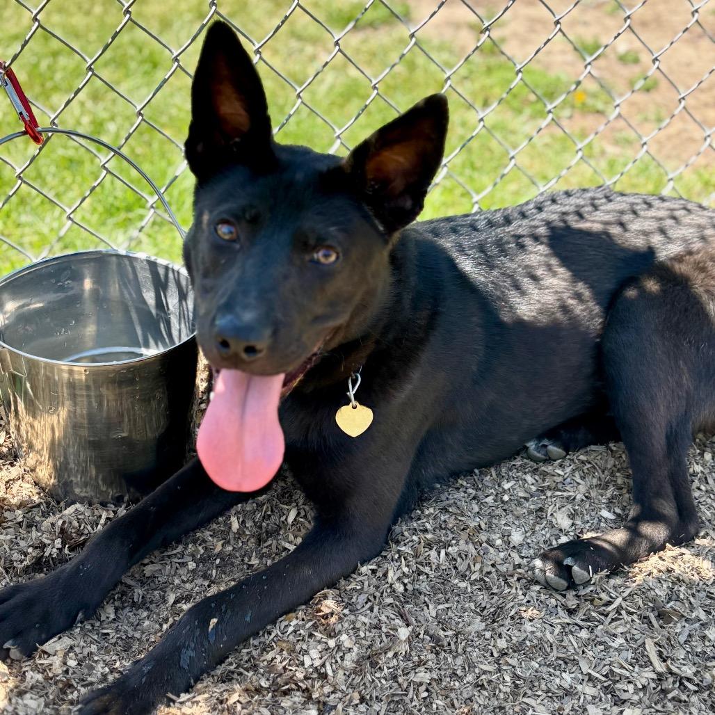 Arnold, a Adoptable mixed breed in Metamora, MI image 3/6