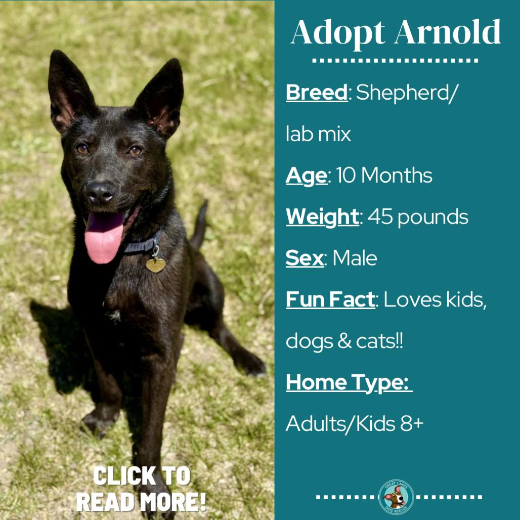 Arnold, a Adoptable mixed breed in Metamora, MI image 6/6