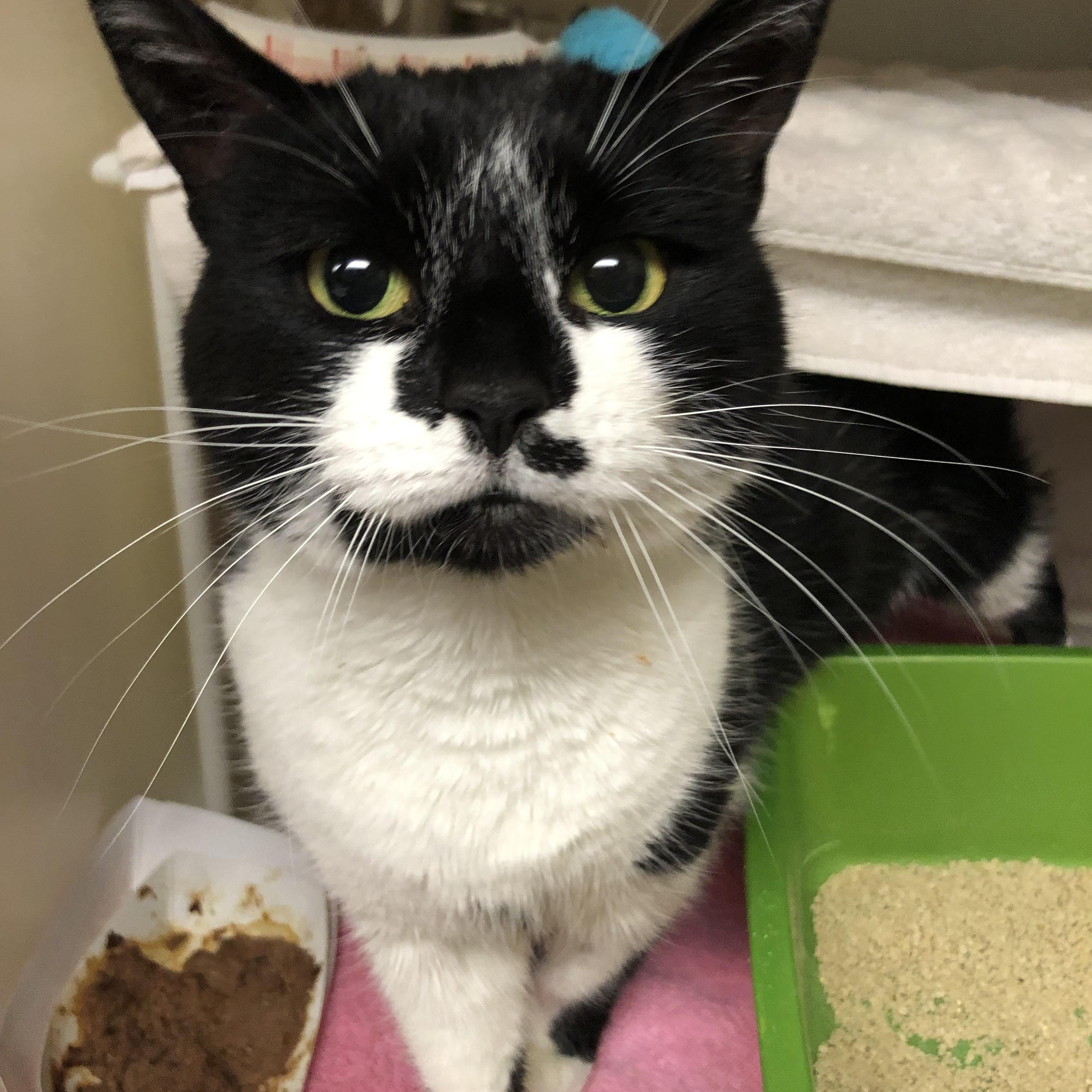 Sophie, an adopted Domestic Short Hair in Salisbury, MA image 1/3