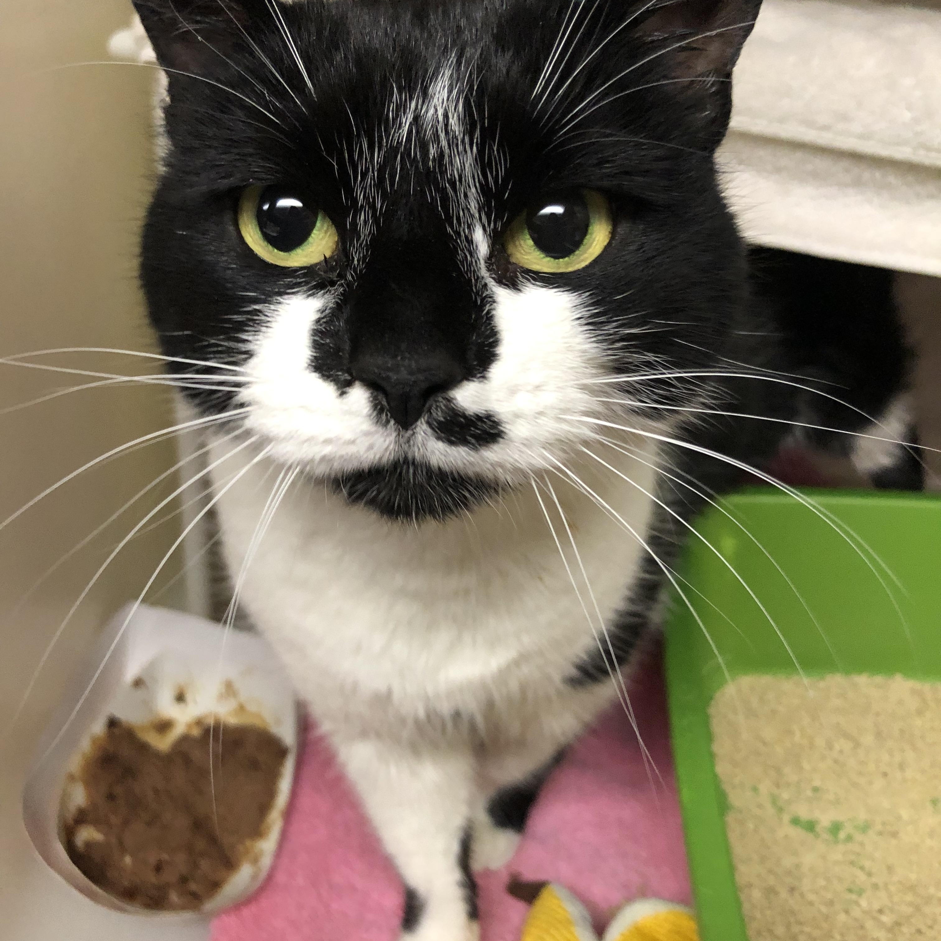 Sophie, an adopted Domestic Short Hair in Salisbury, MA image 3/3