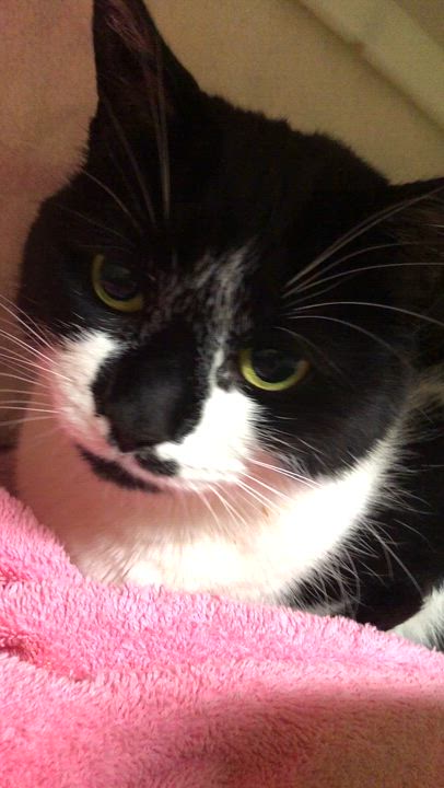 Enlarge Sophie, an adopted Domestic Short Hair in Salisbury, MA video 2/3
