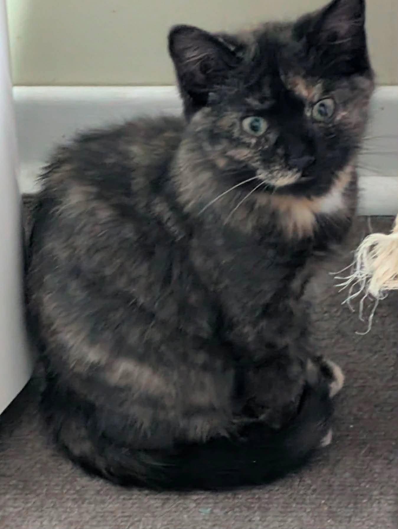 CRAYON, a Adoptable Domestic Short Hair in Tillsonburg, ON image 2/3