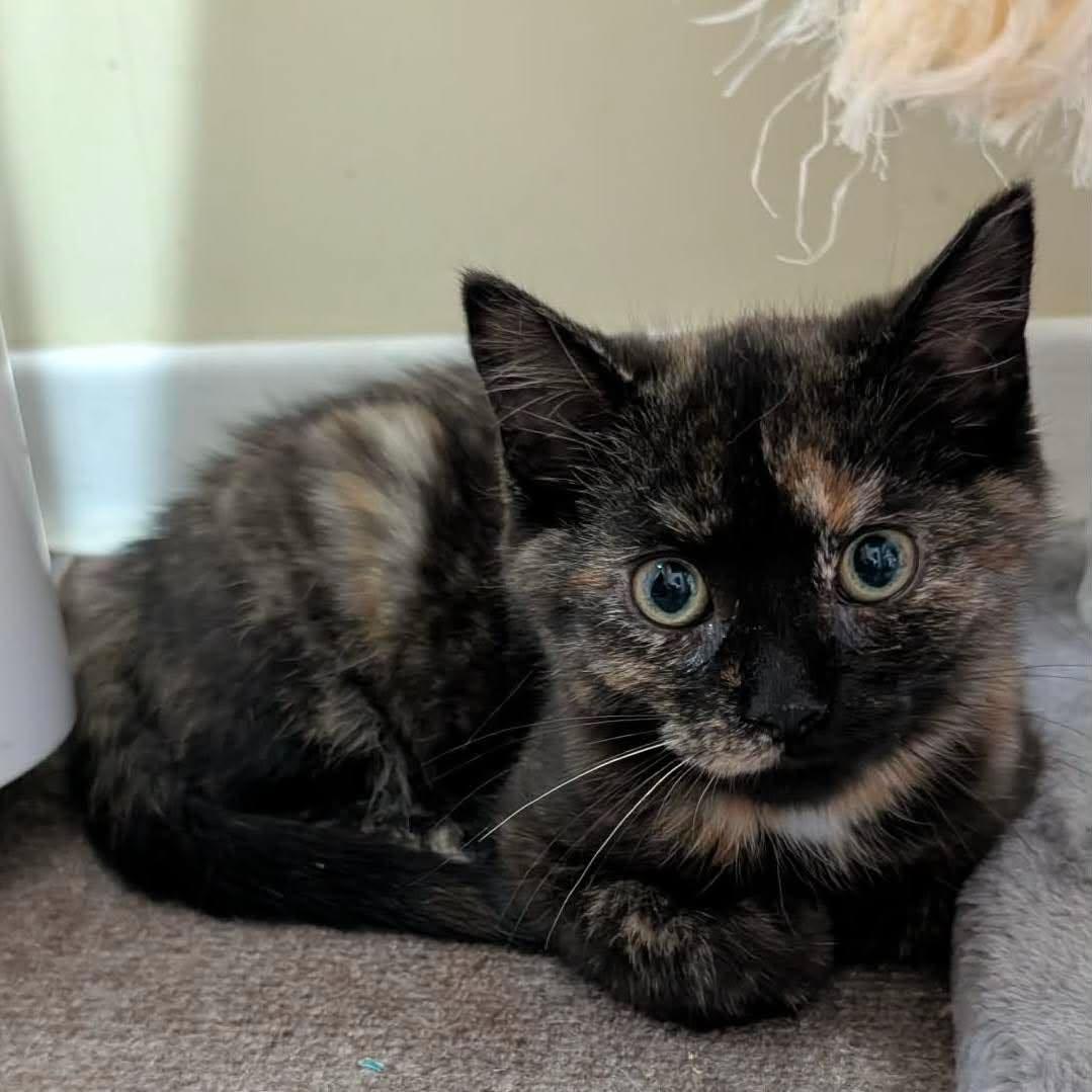 CRAYON, a Adoptable Domestic Short Hair in Tillsonburg, ON image 1/3