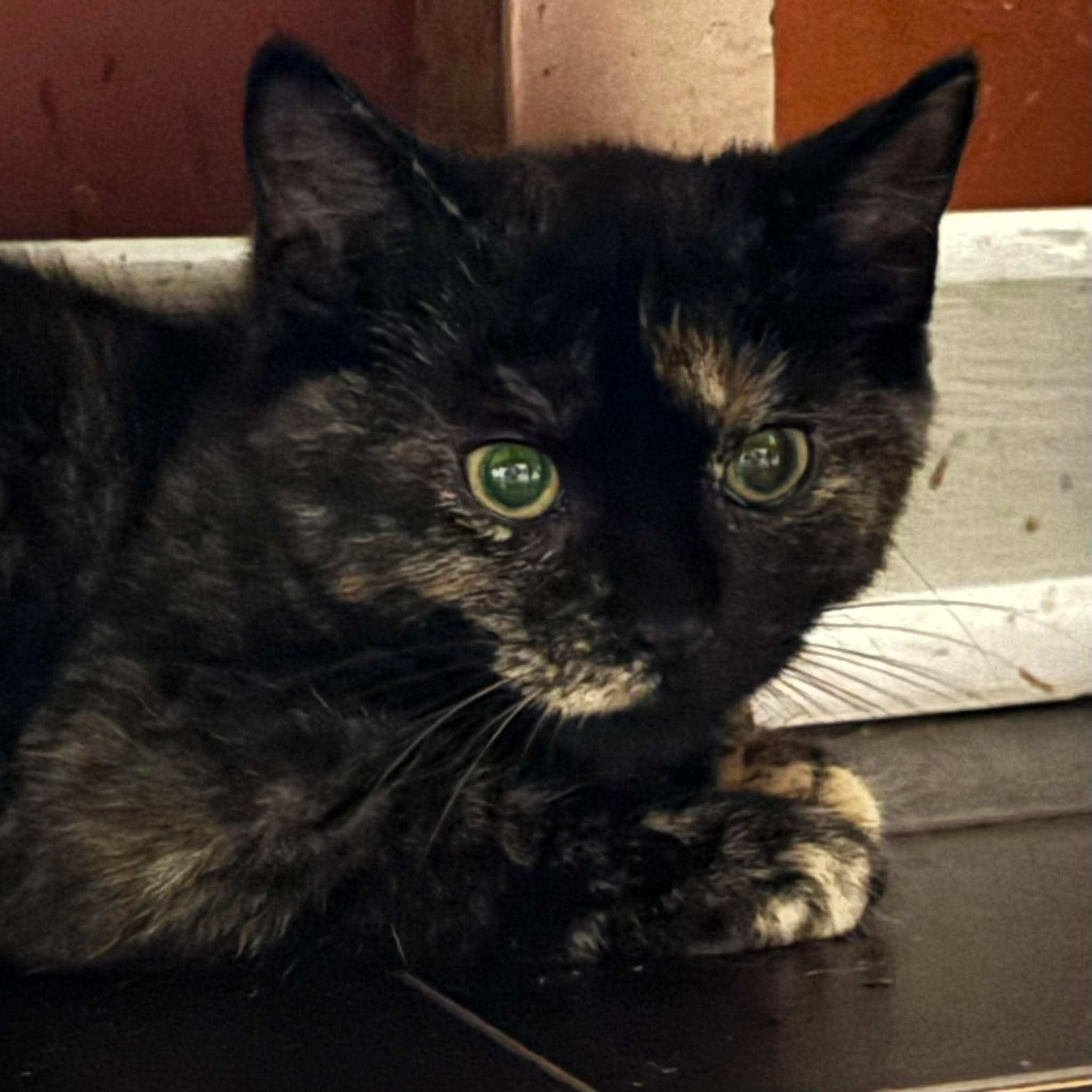 CRAYON, a Adoptable Domestic Short Hair in Tillsonburg, ON image 3/3