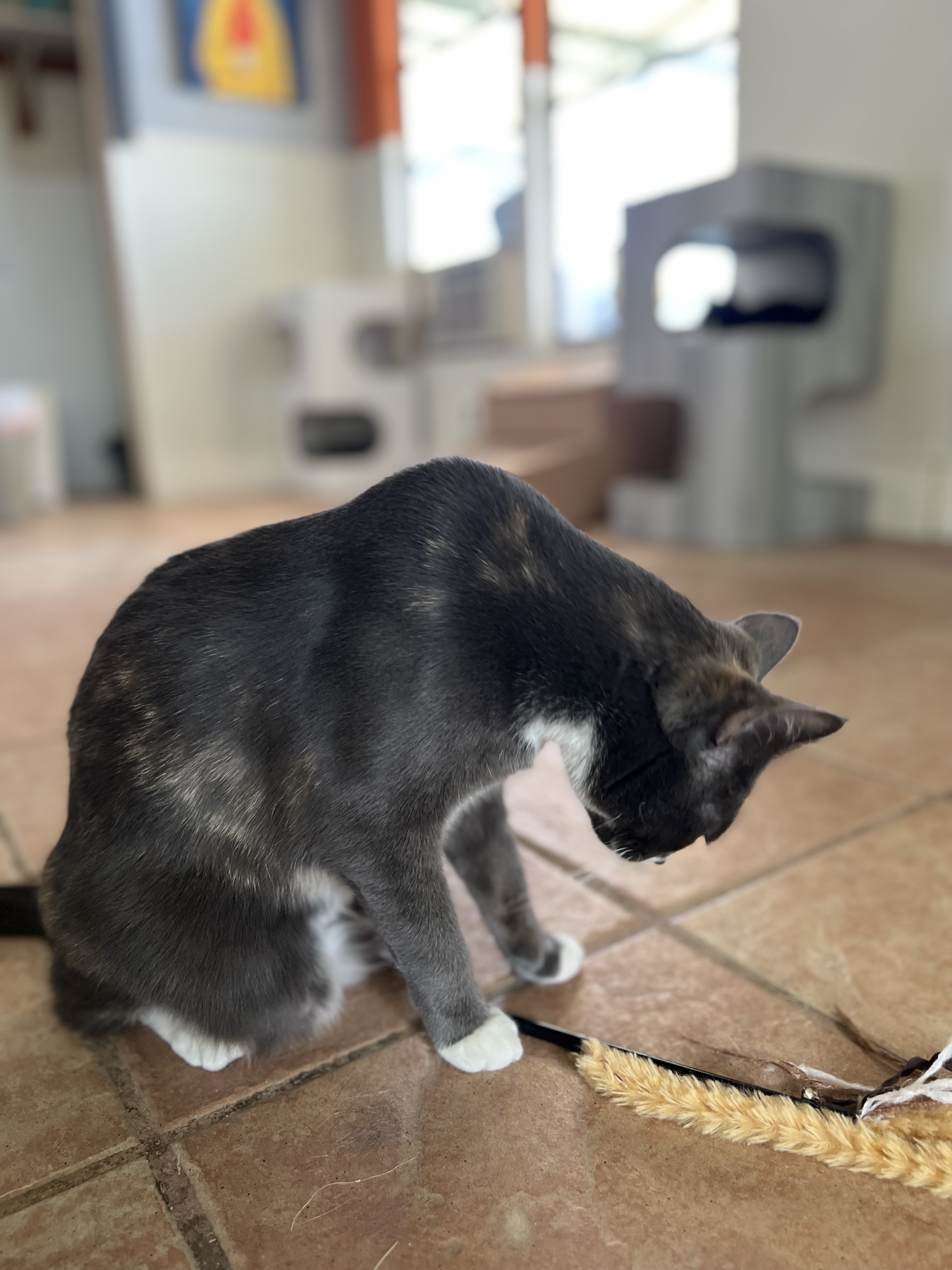 Ripley, a Adoptable Domestic Short Hair in El Paso, TX image 3/4