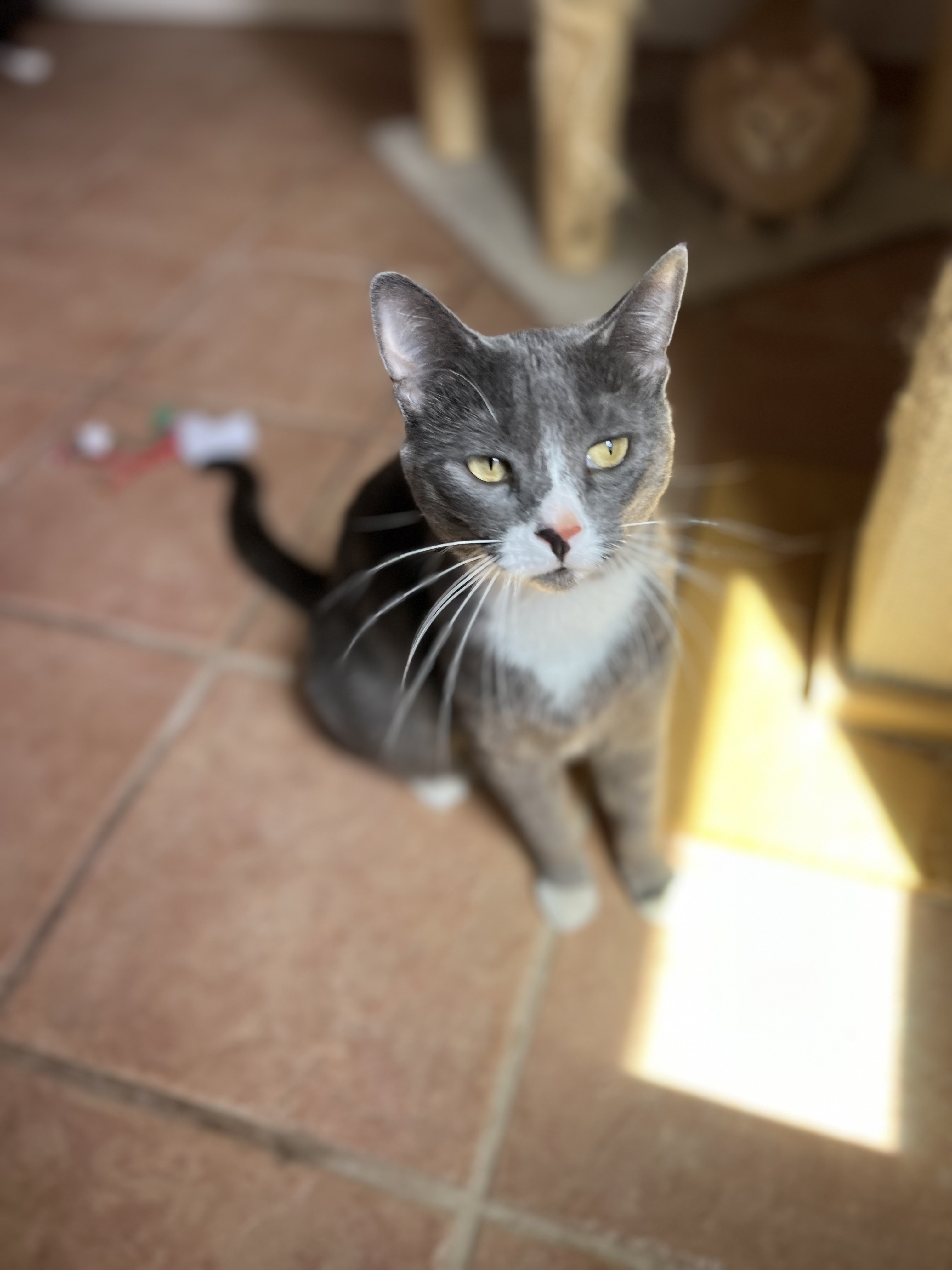 Ripley, a Adoptable Domestic Short Hair in El Paso, TX image 1/4