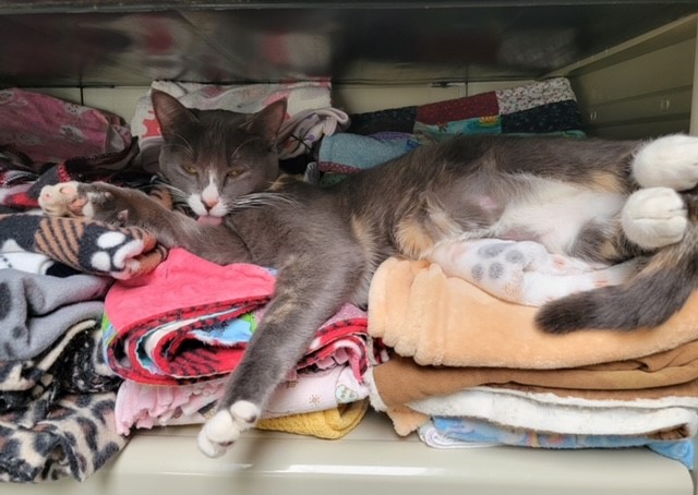 Ripley, a Adoptable Domestic Short Hair in El Paso, TX image 4/4