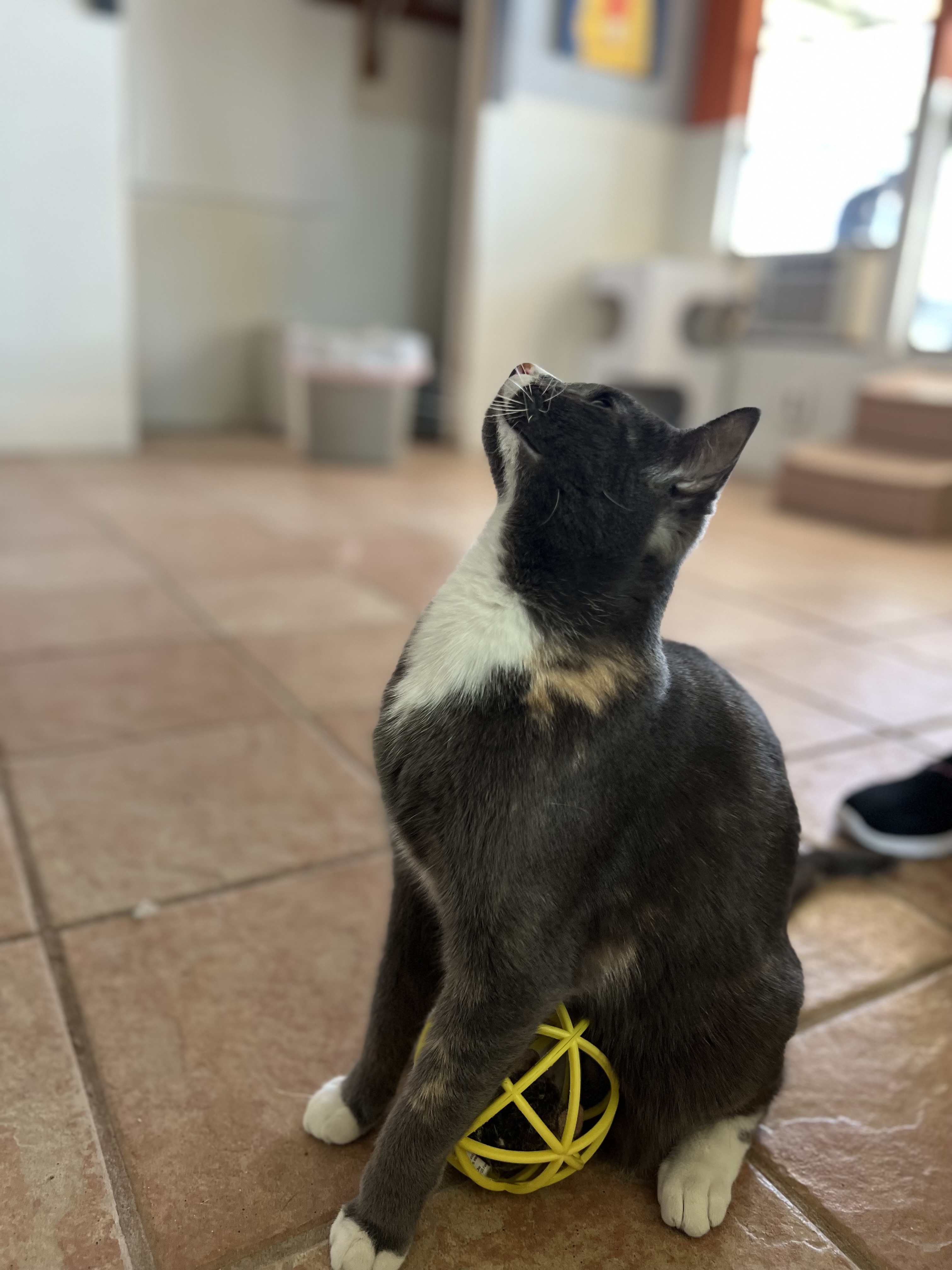 Ripley, a Adoptable Domestic Short Hair in El Paso, TX image 2/4