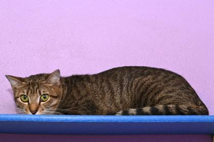 Enlarge Lagrange, a Adoptable Domestic Short Hair in Baton Rouge, LA image 1/1