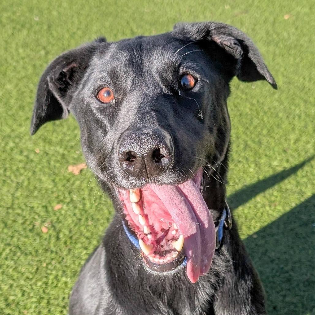 Boone, Adoptable, Adult Male Doberman Pinscher & Shepherd.