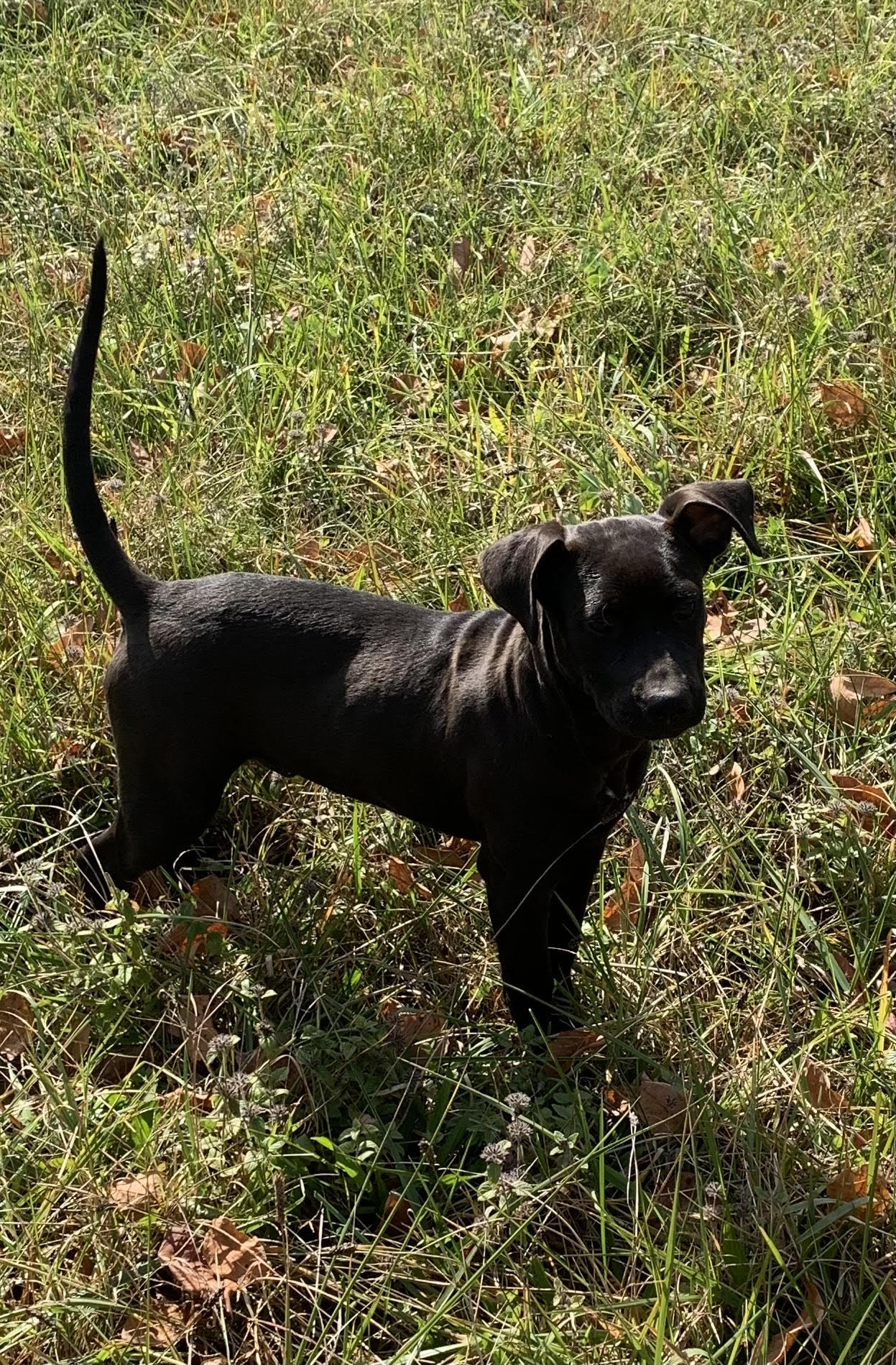 Kirby, Adoptable, Adult Male Labrador Retriever.