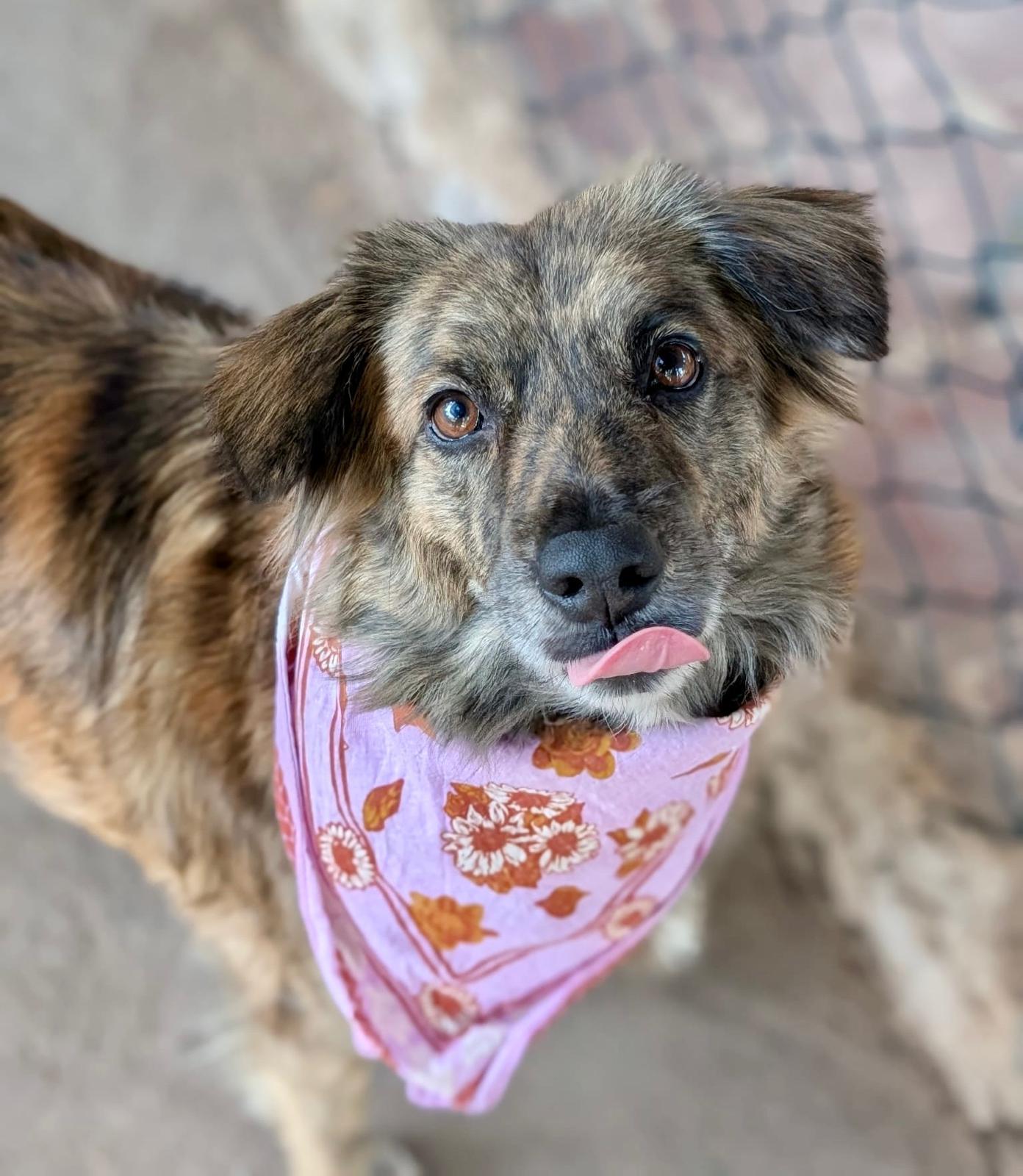 Enlarge Yoko Ono (Foster-to-Adopt), a ADOPTABLE mixed breed in Mississauga, ON image 5/6