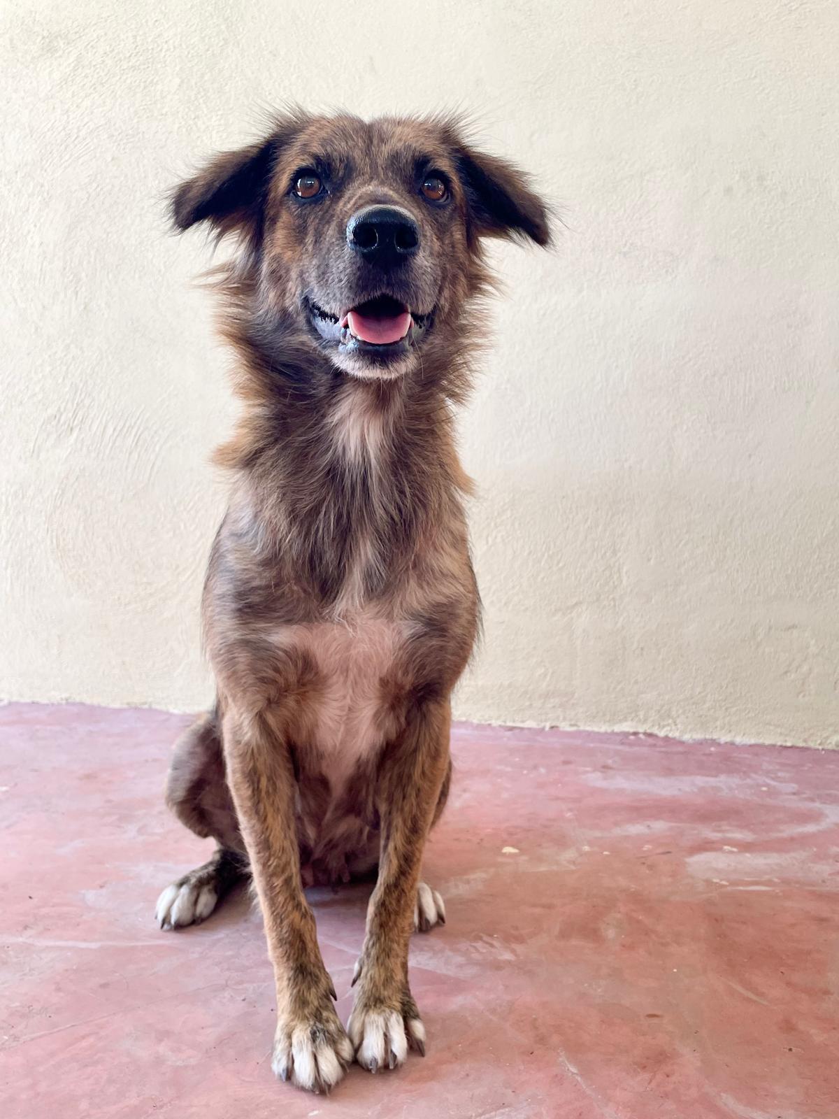 Enlarge Yoko Ono (Foster-to-Adopt), a ADOPTABLE mixed breed in Mississauga, ON image 4/6