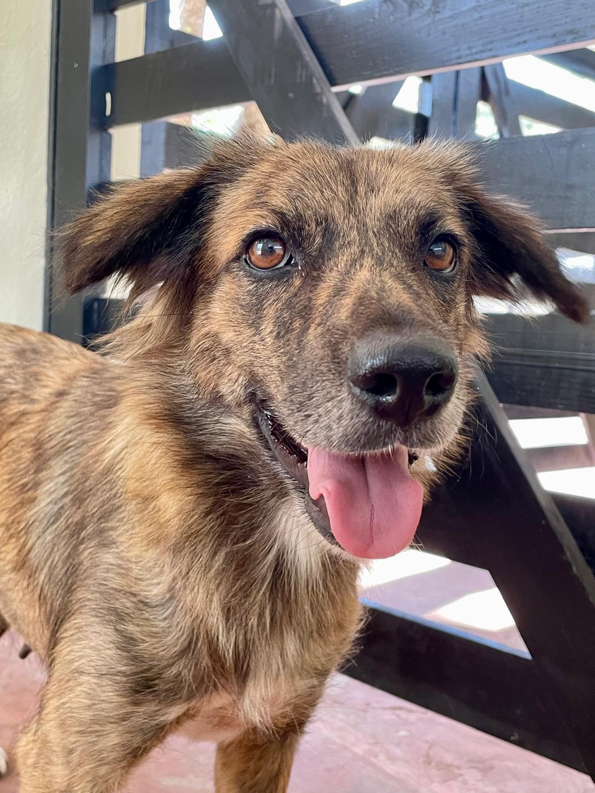 Enlarge Yoko Ono (Foster-to-Adopt), a ADOPTABLE mixed breed in Mississauga, ON image 6/6