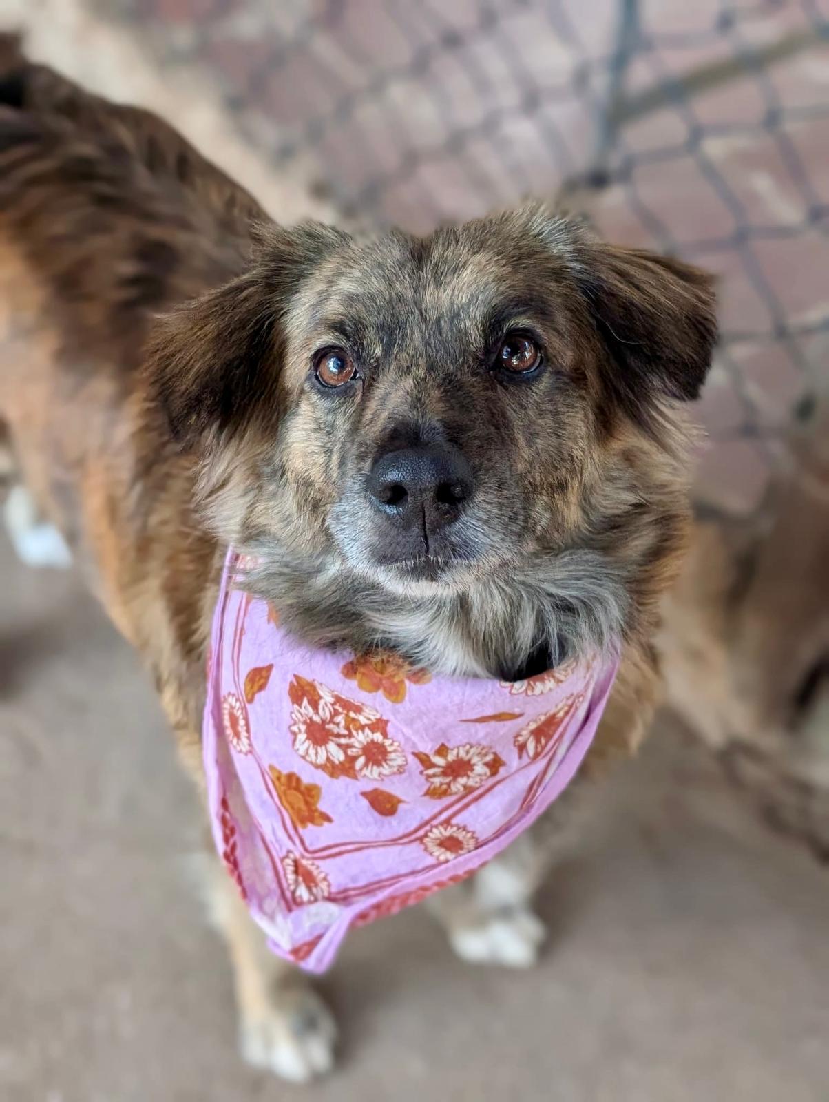 Enlarge Yoko Ono (Foster-to-Adopt), a ADOPTABLE mixed breed in Mississauga, ON image 1/6