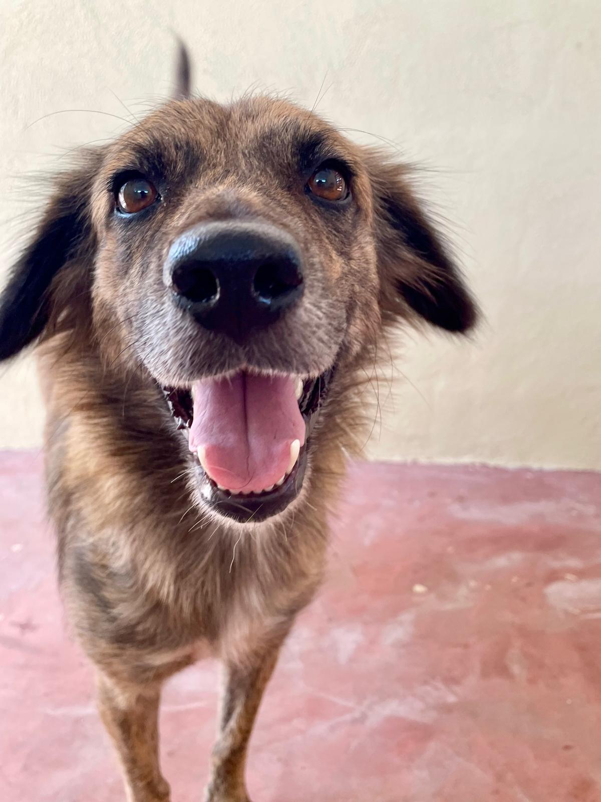 Enlarge Yoko Ono (Foster-to-Adopt), a ADOPTABLE mixed breed in Mississauga, ON image 2/6