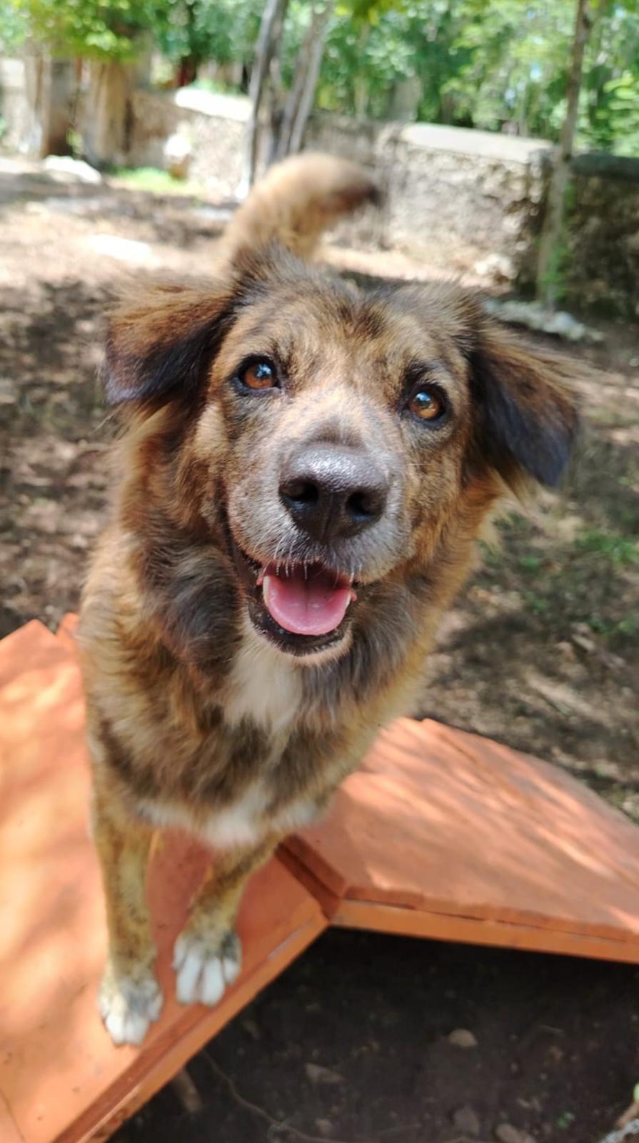 Enlarge Yoko Ono (Foster-to-Adopt), a ADOPTABLE mixed breed in Mississauga, ON image 3/6