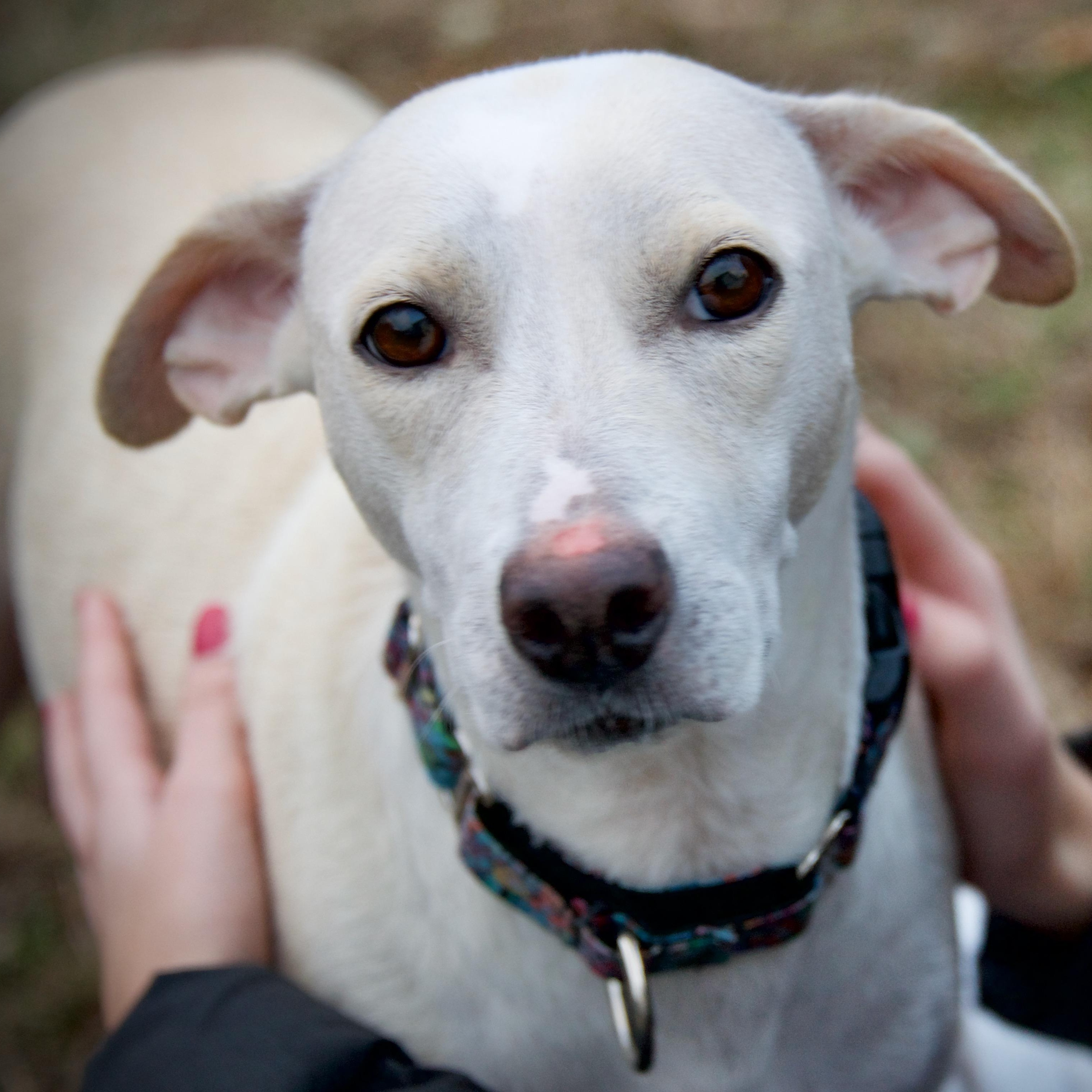 Enlarge Loralei, a Adoptable Mixed Breed in Hopkinton, MA image 2/6