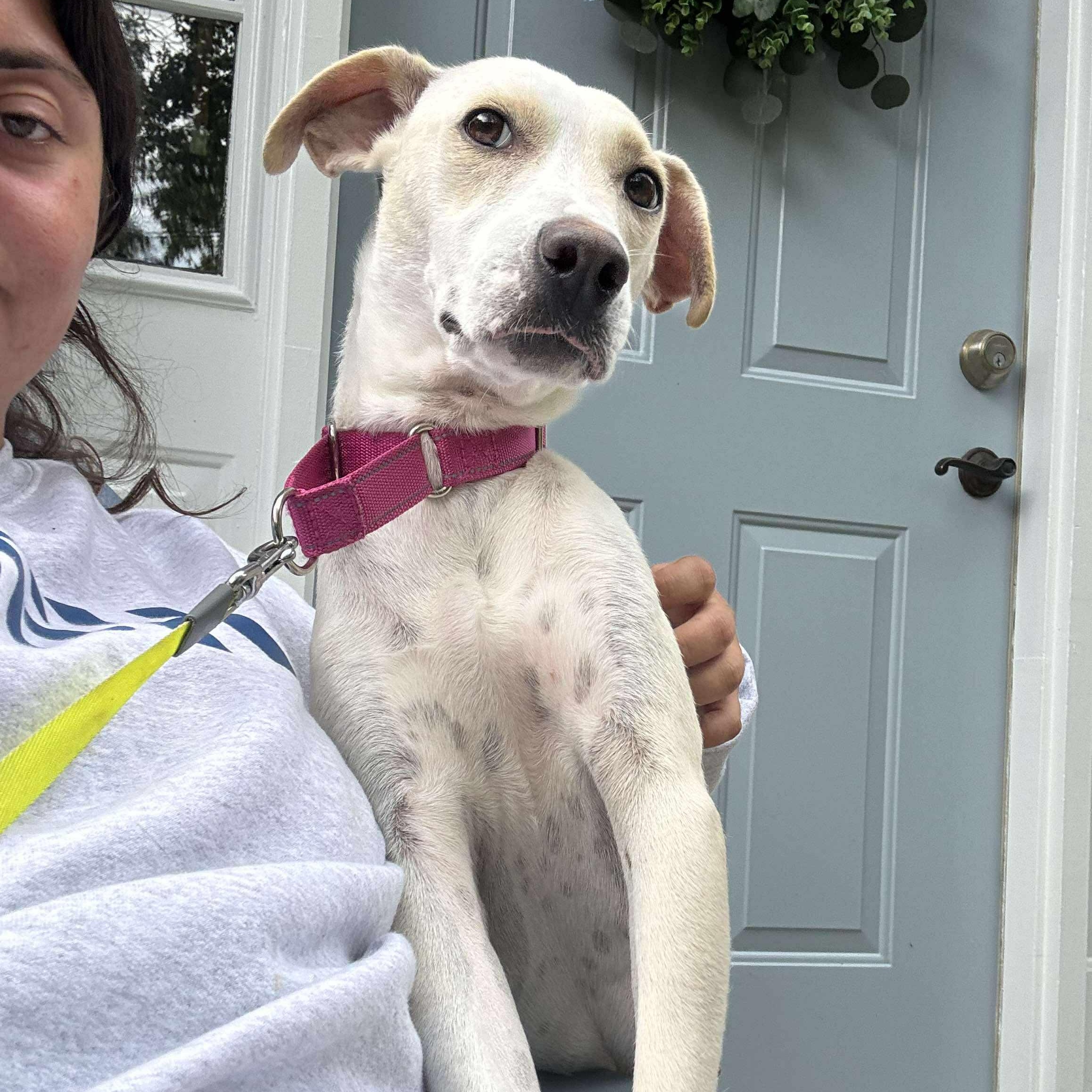 Enlarge Loralei, a Adoptable Mixed Breed in Hopkinton, MA image 1/6