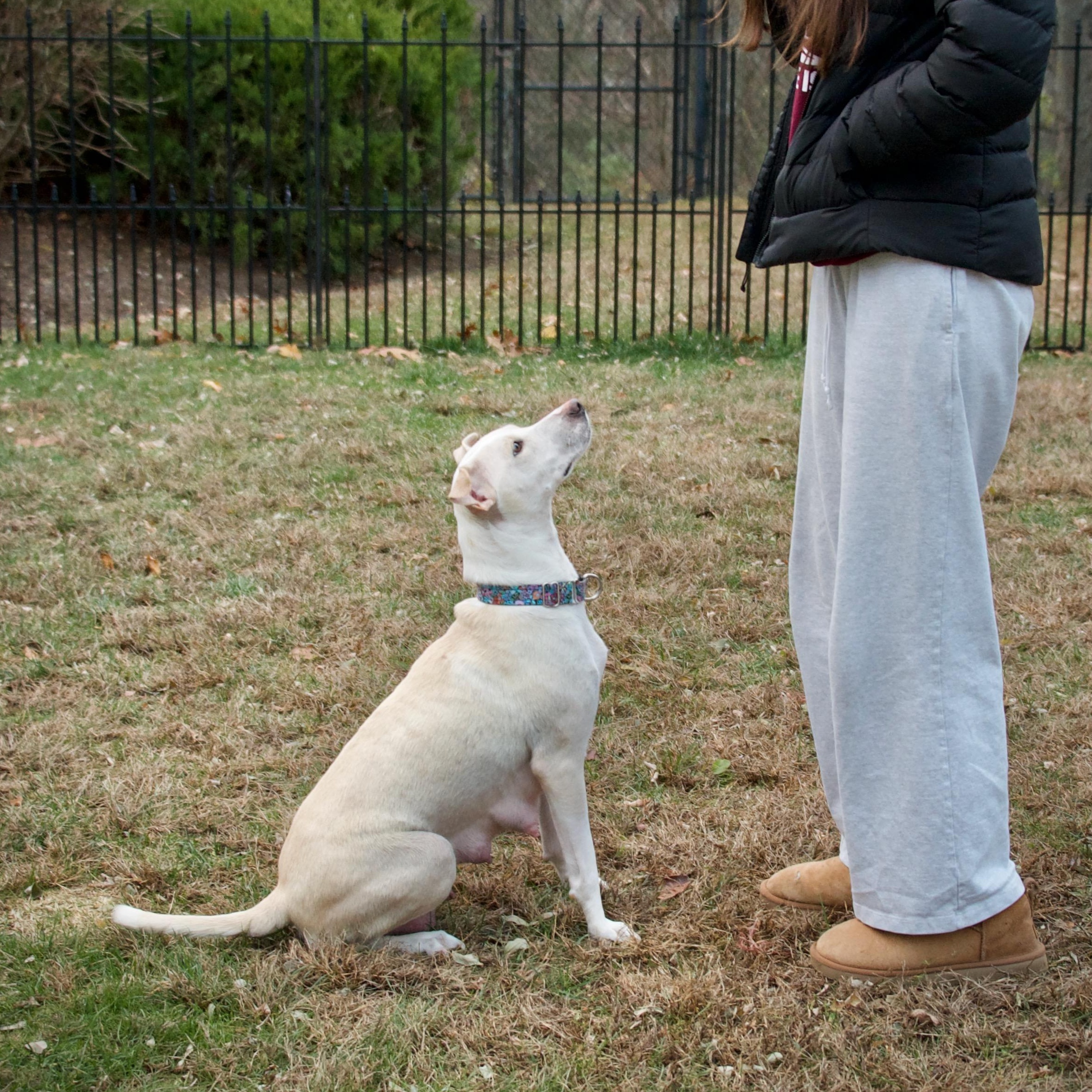 Enlarge Loralei, a Adoptable Mixed Breed in Hopkinton, MA image 3/6