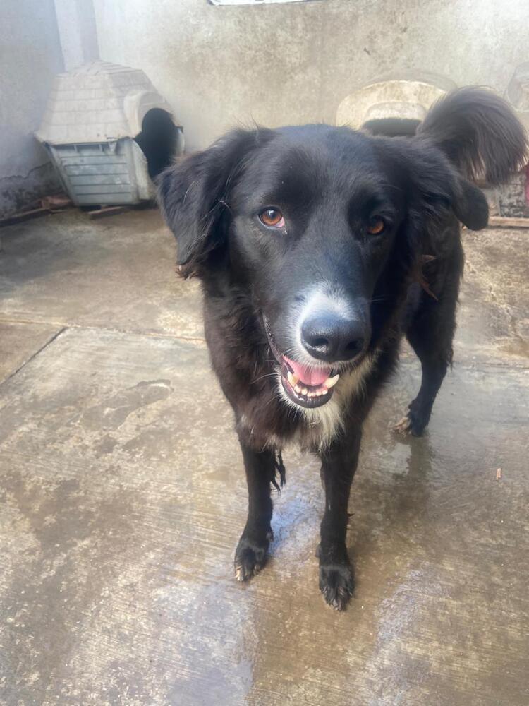 CHICO, Adoptable, Young Male Border Collie.