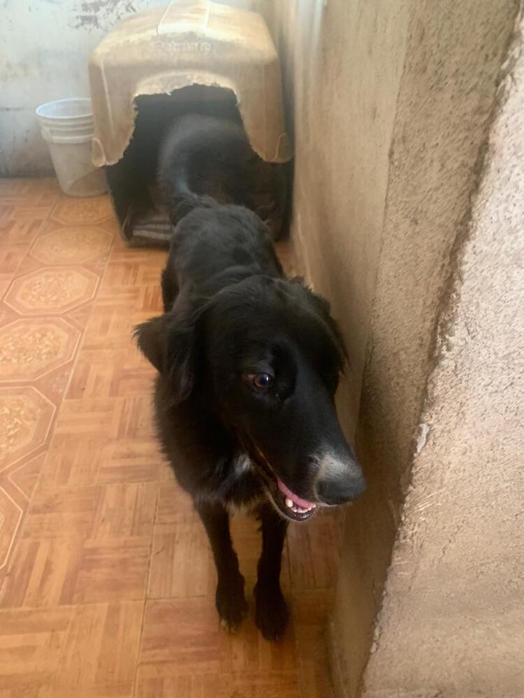 CHICO, Adoptable, Young Male Border Collie.