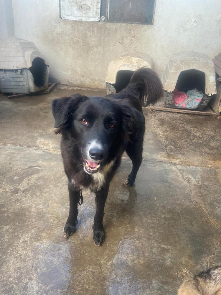 CHICO, Adoptable, Young Male Border Collie.
