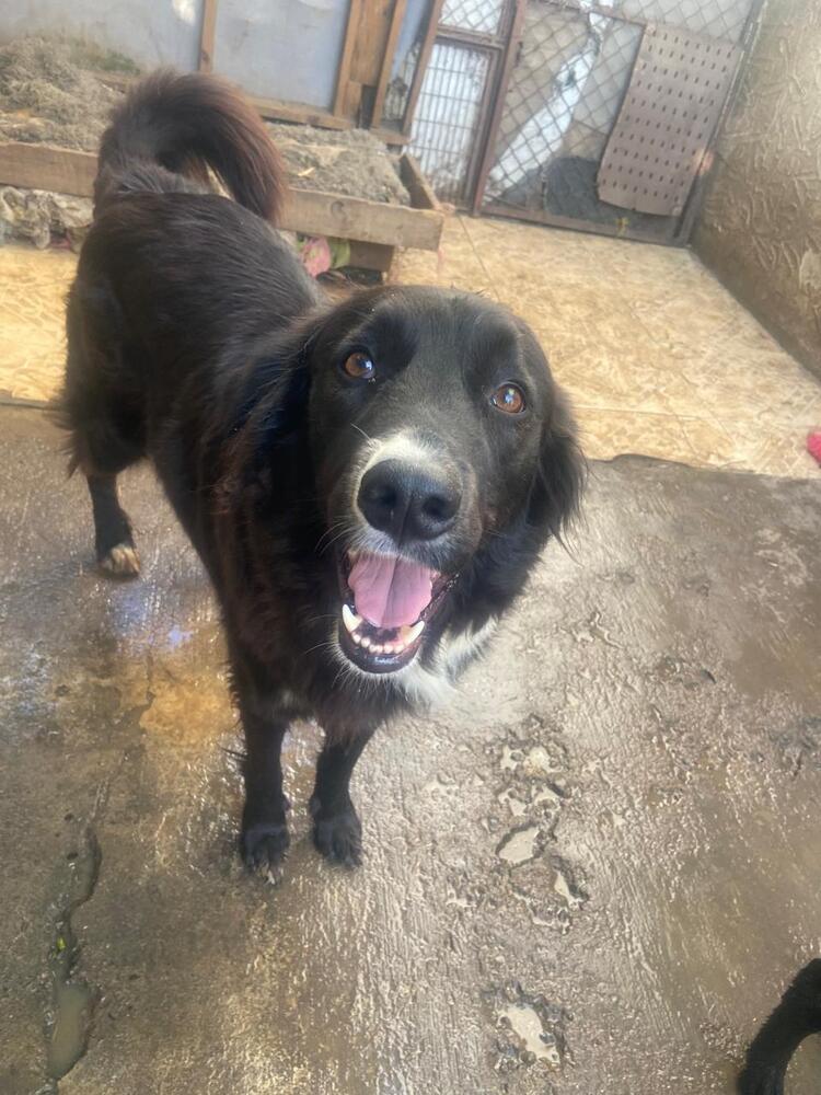Enlarge CHICO, a Adoptable mixed breed in Langley, BC image 3/6