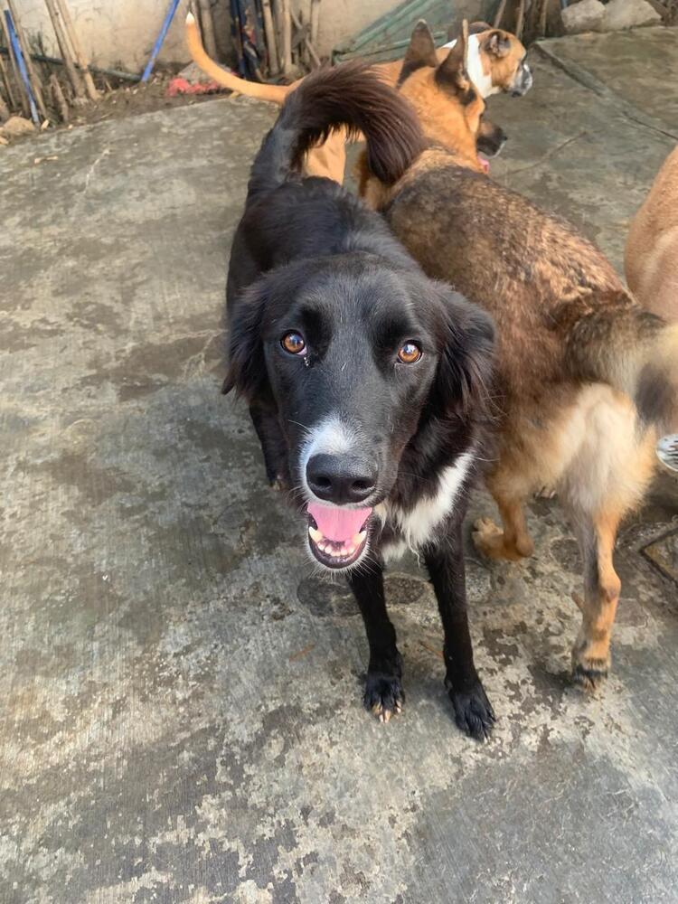 CHICO, a Adoptable mixed breed in Langley, BC image 2/6