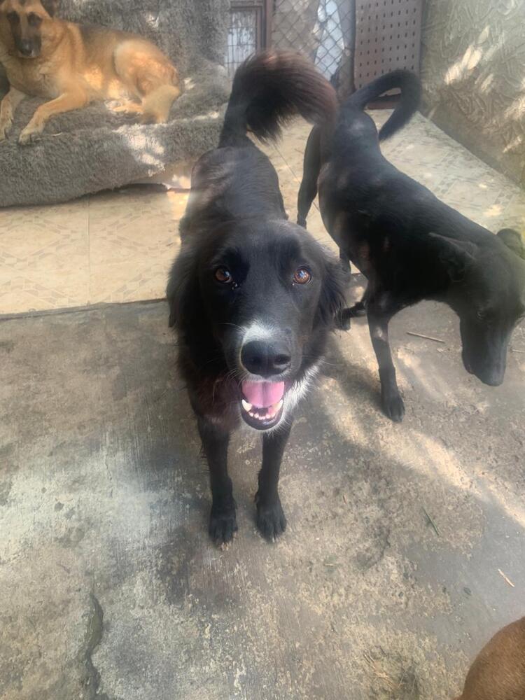 CHICO, a Adoptable mixed breed in Langley, BC image 3/6