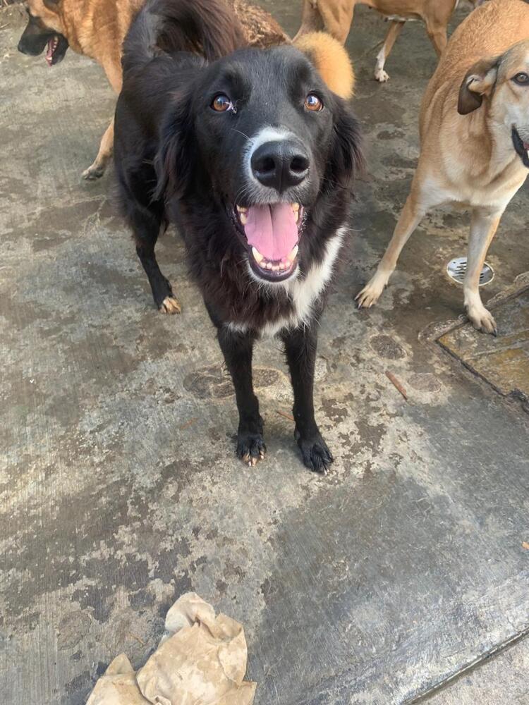 CHICO, a Adoptable mixed breed in Langley, BC image 4/6