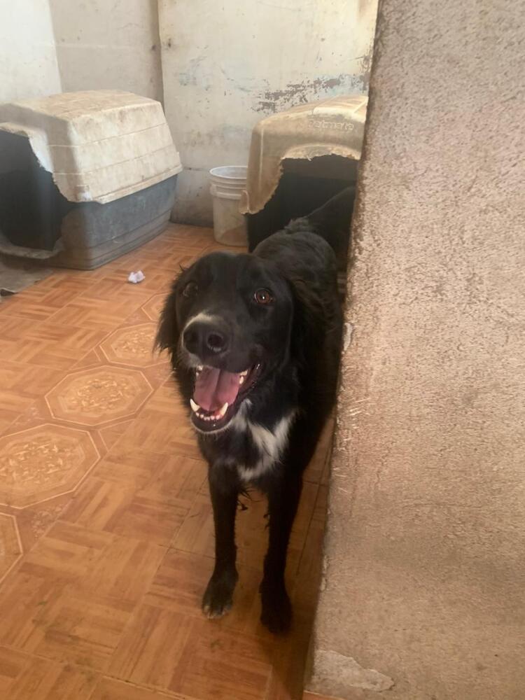 CHICO, a Adoptable mixed breed in Langley, BC image 5/6