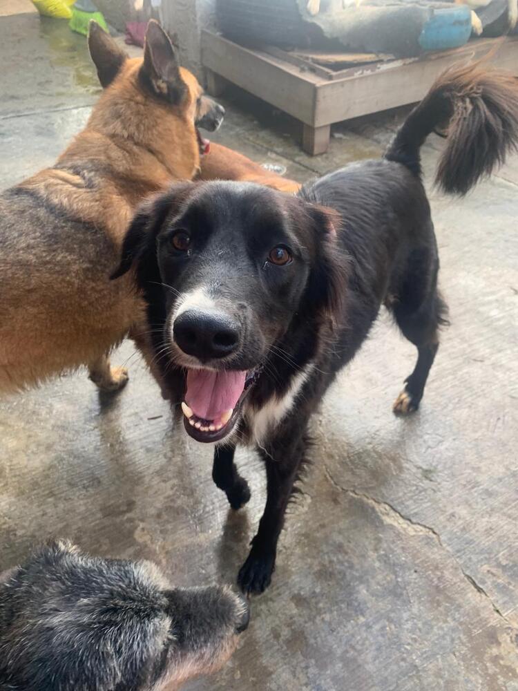 CHICO, a Adoptable mixed breed in Langley, BC image 6/6