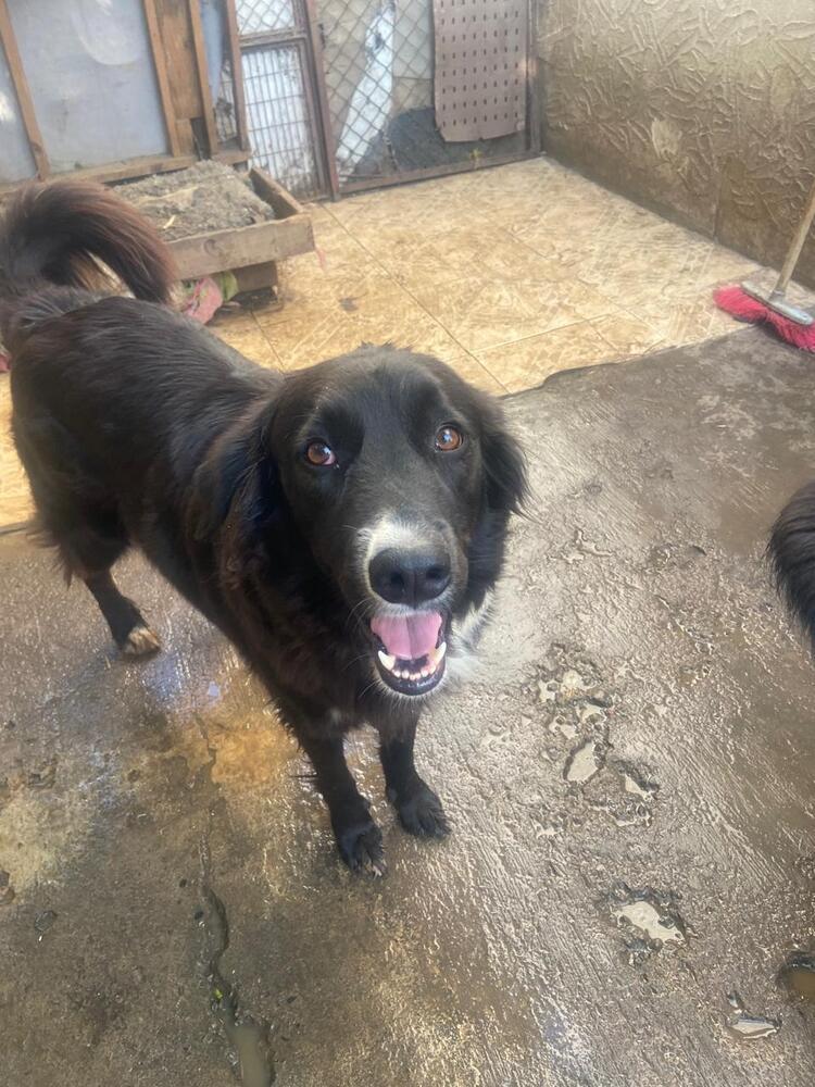 Enlarge CHICO, a Adoptable mixed breed in Langley, BC image 6/6