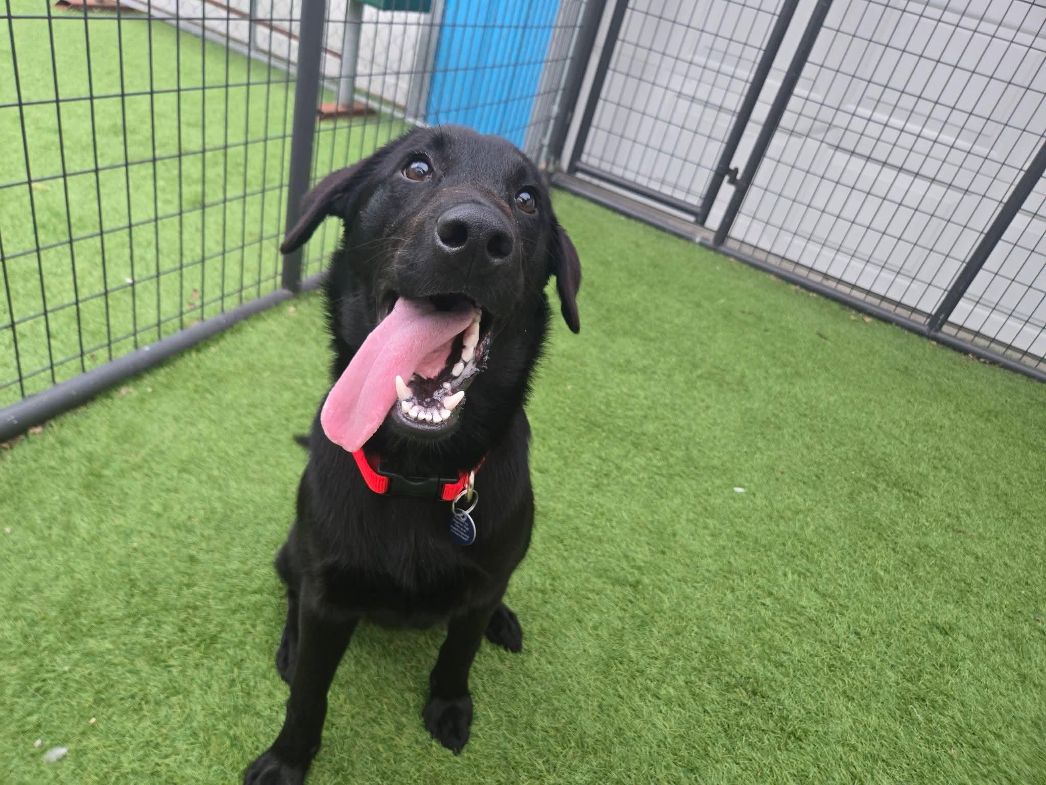 Enlarge Maverick, a Adoptable mixed breed in Cedar Rapids, IA image 5/6