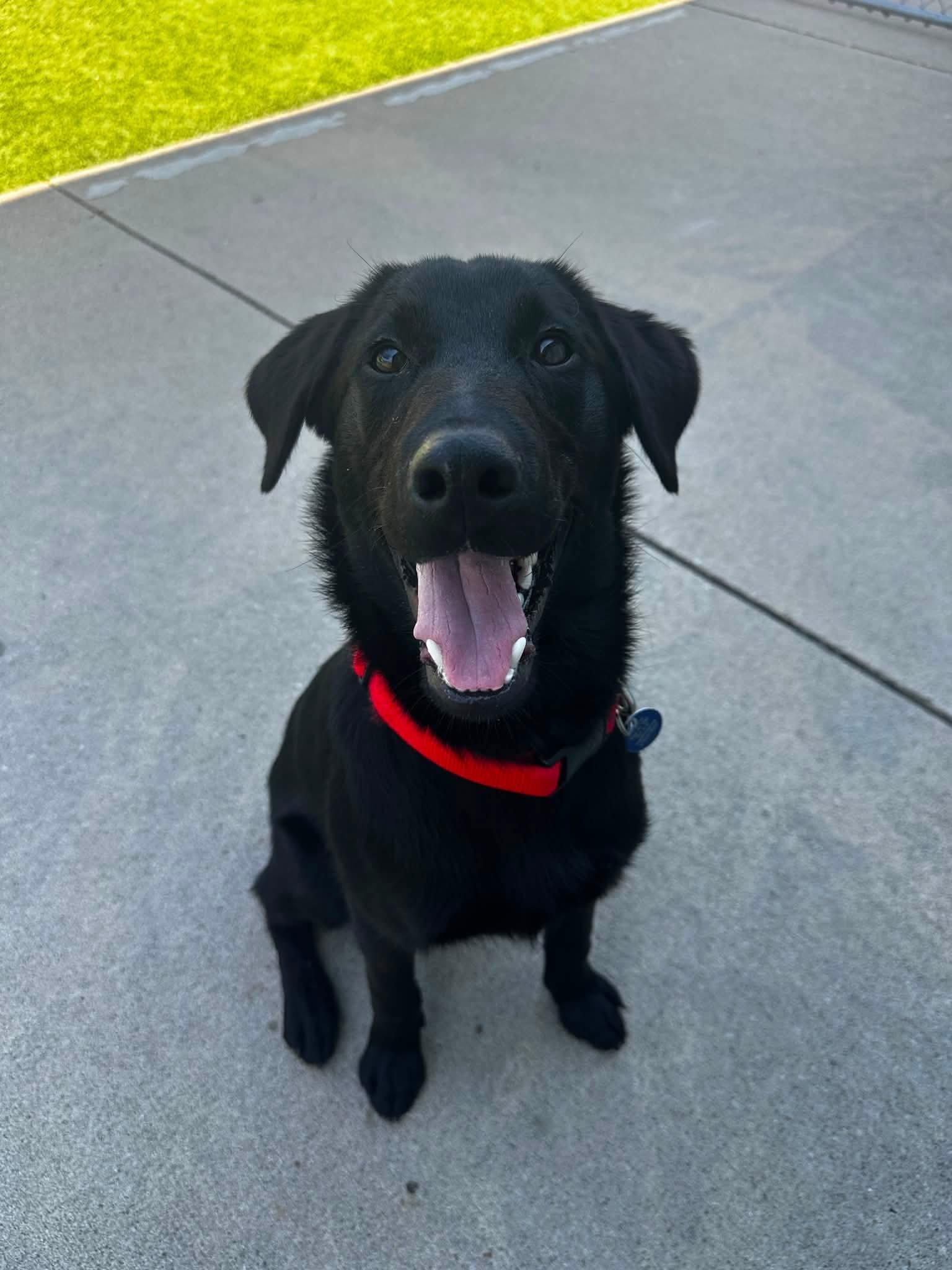 Maverick, Adoptable, Puppy Male Labrador Retriever & Mixed Breed.