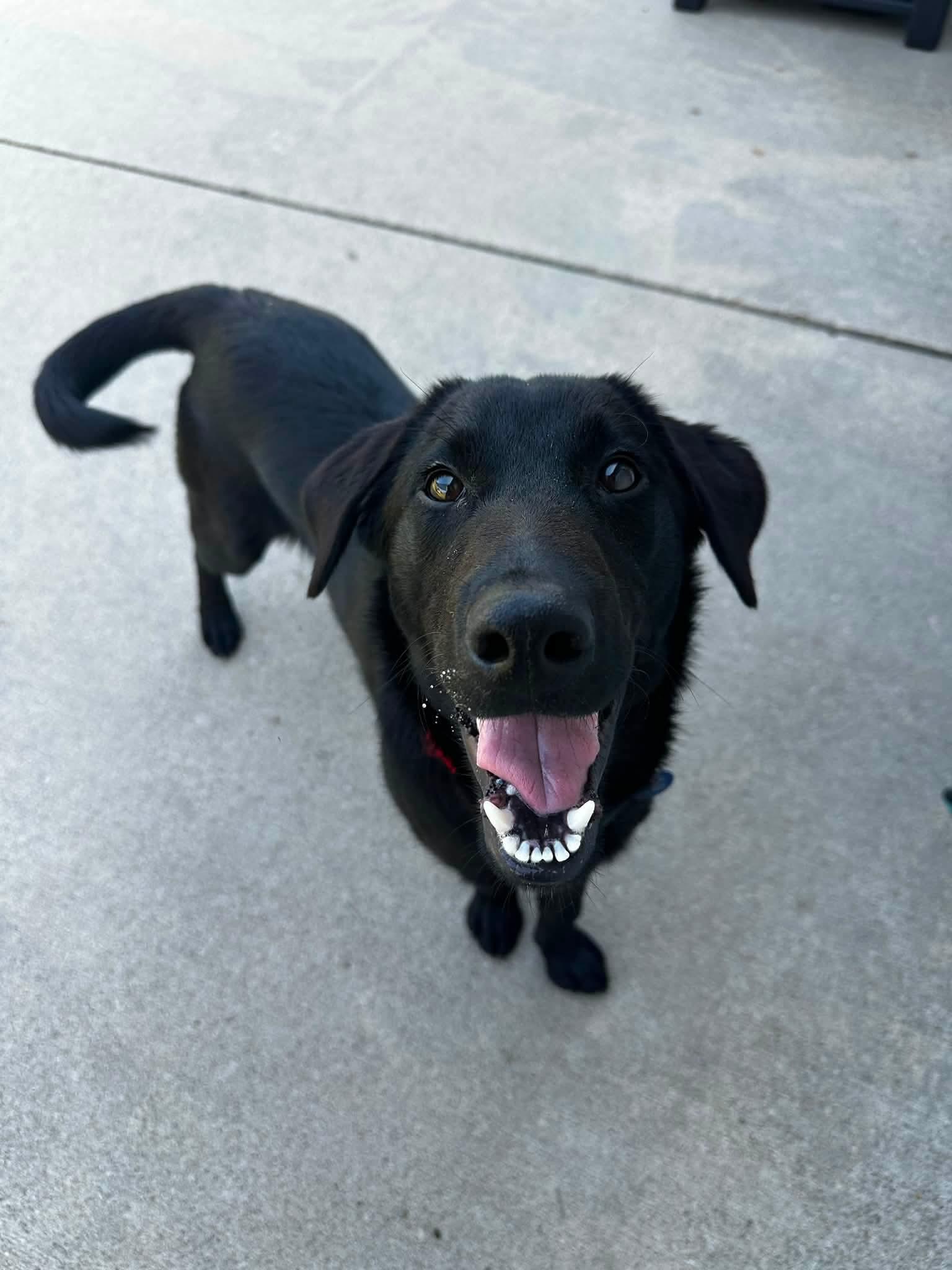 Enlarge Maverick, a Adoptable mixed breed in Cedar Rapids, IA image 4/6