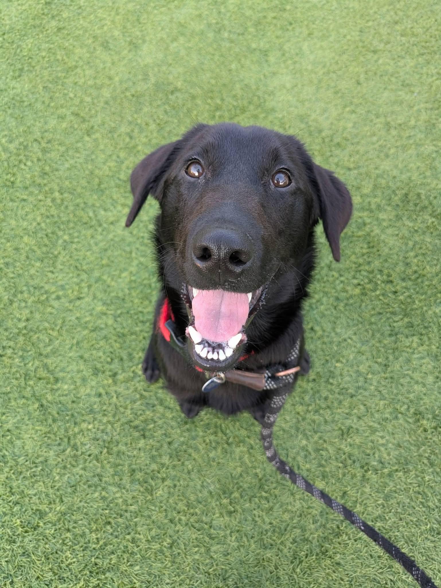 Enlarge Maverick, a Adoptable mixed breed in Cedar Rapids, IA image 6/6